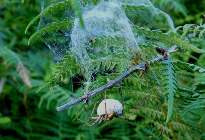 Tre nidi di Pisaura sp.